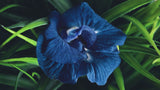 Blue F.O.Y Face Oil